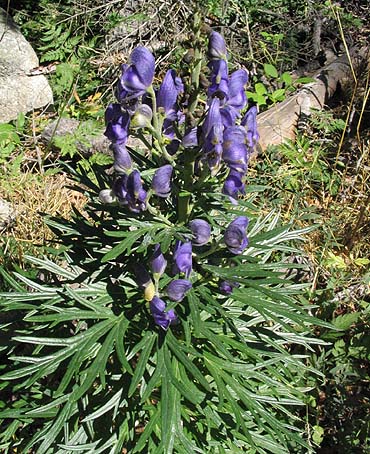 Aconitum napelllus contre la peur en avion.