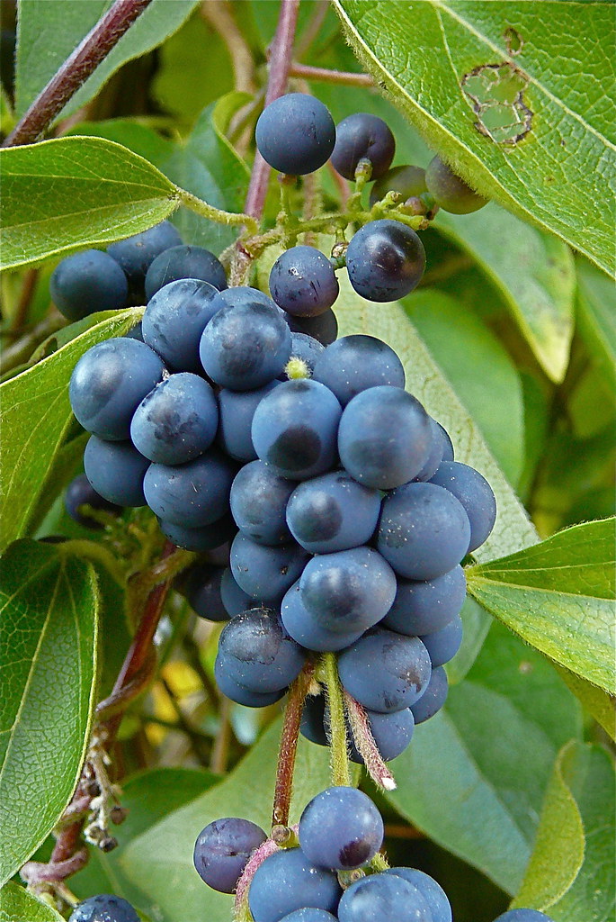 cocculus indicus contre la peur en avion.