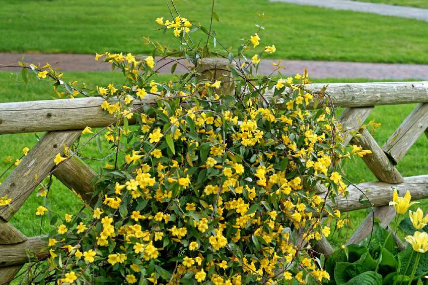 Gelsemium sempervirens contre la peur en avion